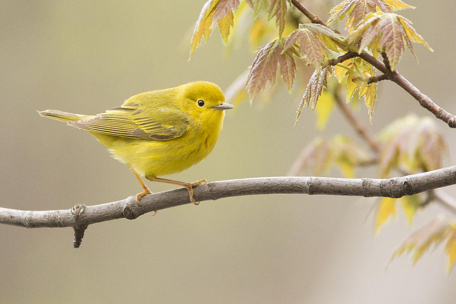 Spring Photograph - Yellow Warbler by Mircea Costina Photography