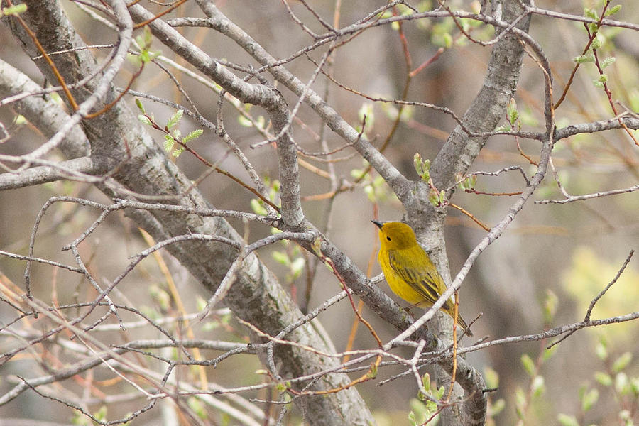 Yellow Warbler Photograph - Yellow Warbler by Natural Focal Point Photography