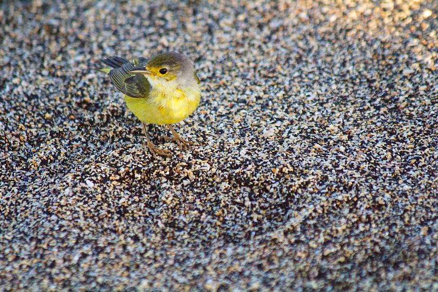 Yellow Warbler on the Beach Photograph by Allan Morrison