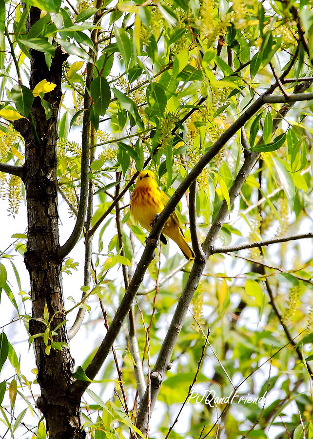 Yellow Warbler Photograph by PJQandFriends Photography