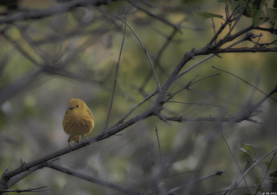 Yellow Warbler Photograph by Richard Bean