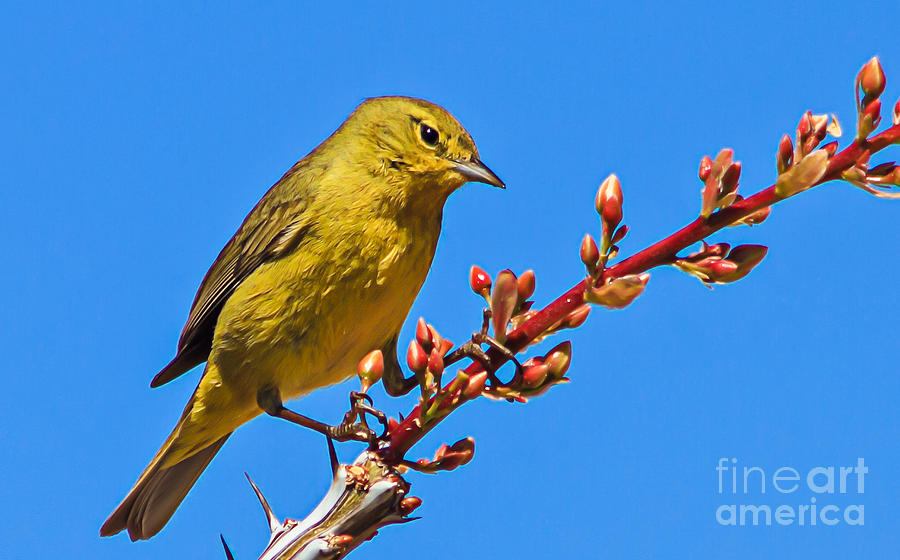Bird Photograph - Yellow Warbler by Robert Bales