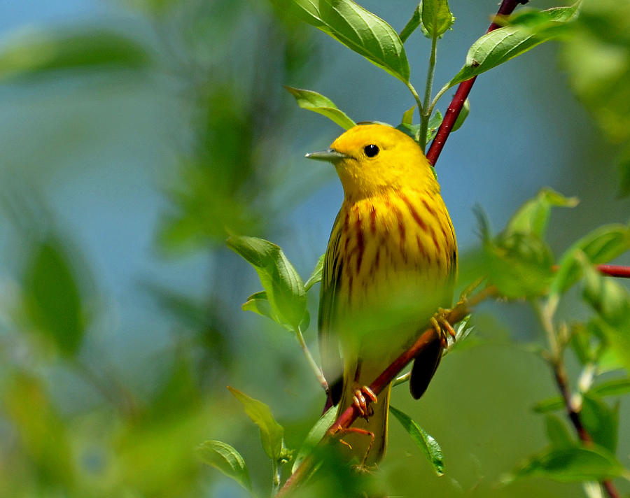 Yellow Warbler Photograph by Rodney Campbell