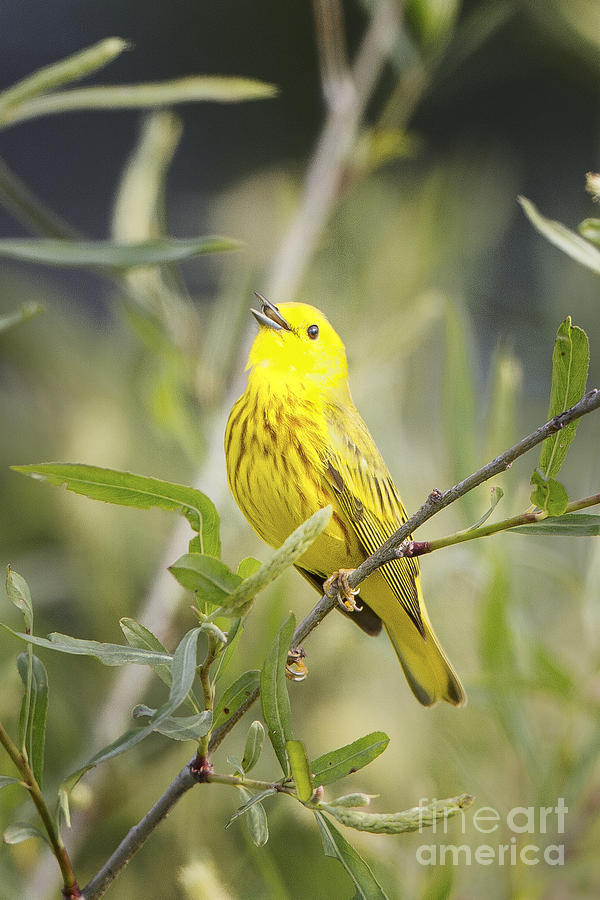 Yellow Warbler Photograph by Ronald Lutz