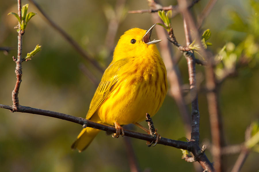 Yellow Warbler Singing Photograph By Richard Kitchen - Fine Art America