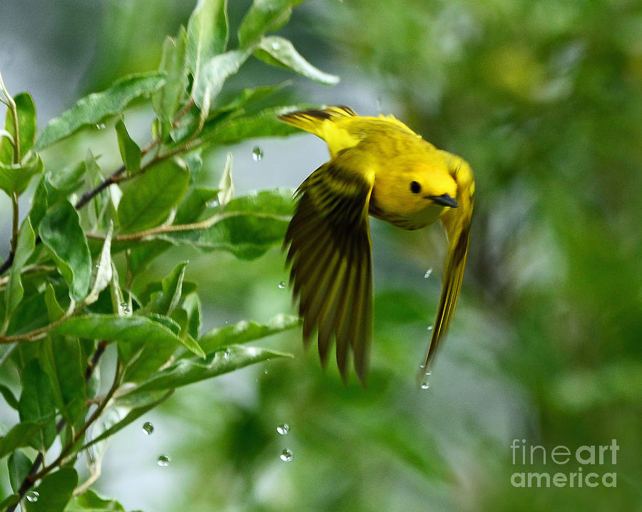 Yellow Warbler Takes Flight Photograph by Rodney Campbell