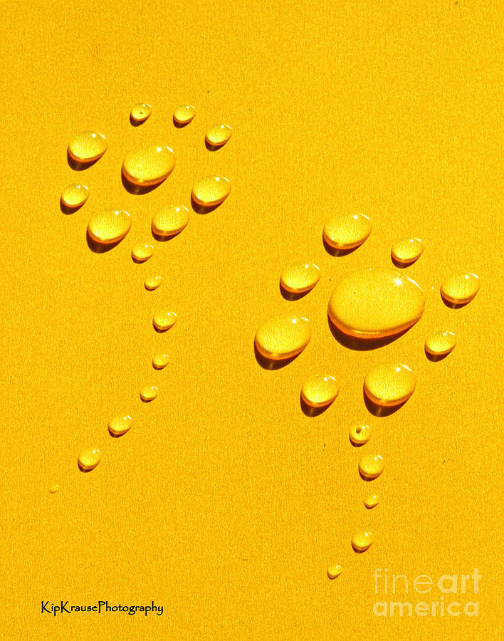 Water Droplets - Yellow Water Flowers Photograph by Kip Krause