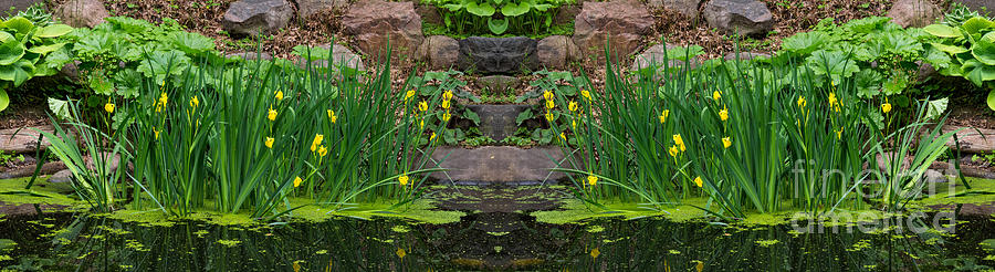 Yellow water iris Photograph by Les Palenik