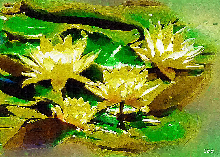 Yellow Water Lilies Photograph by Susan Eileen Evans