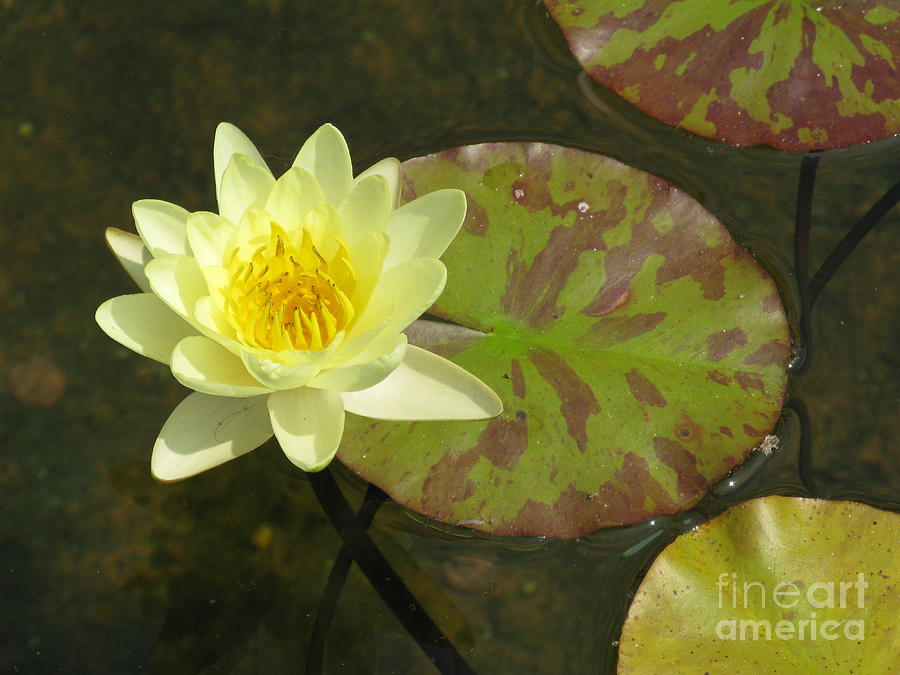 Lily Photograph - Yellow Water Lily by Ausra Huntington nee Paulauskaite