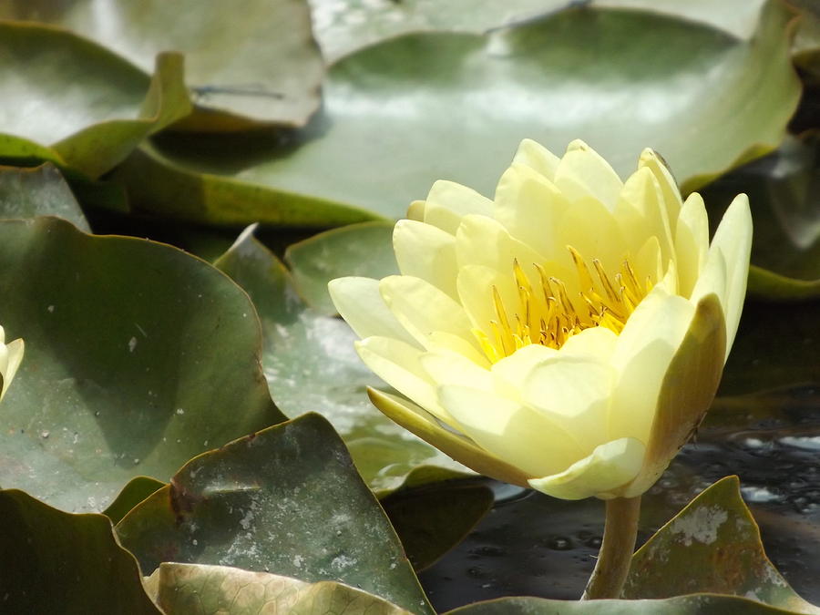 Yellow Water Lily Photograph by Caryl J Bohn