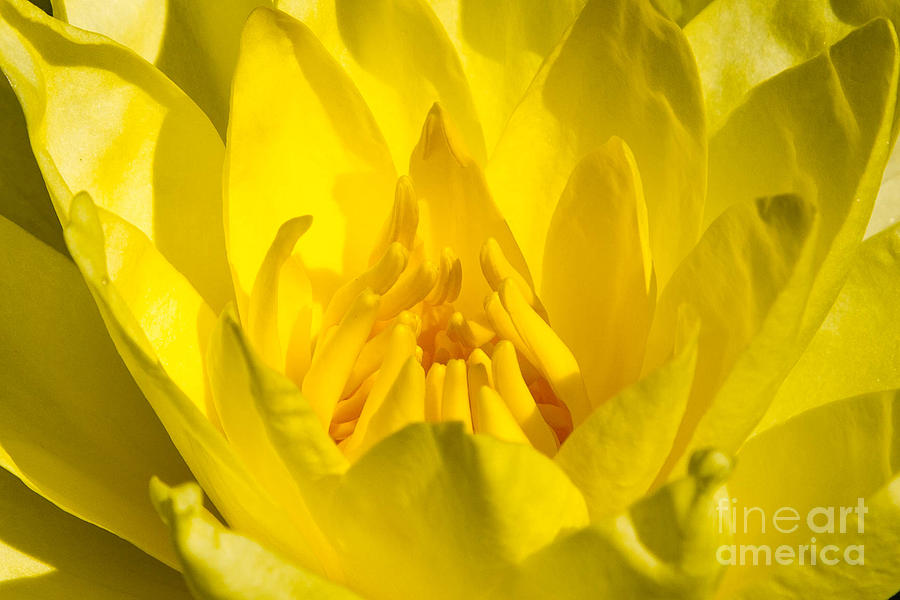 Yellow Water Lily Detail Photograph