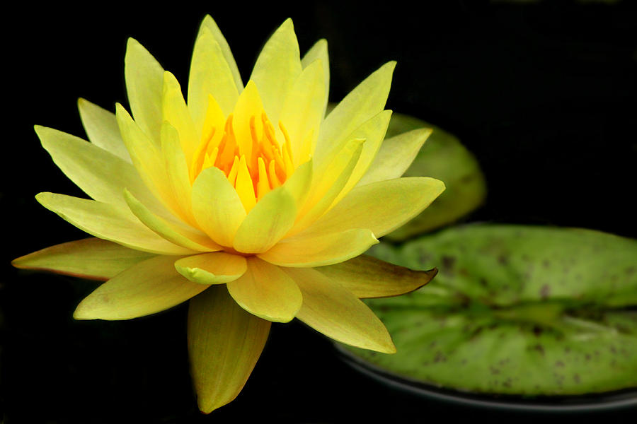 Yellow Water Lily Photograph by Elizabeth Budd