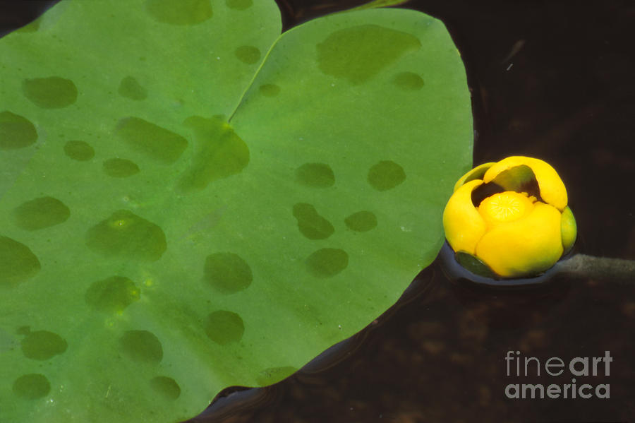 Nature Photograph - Yellow Water Lily by Eva Kato