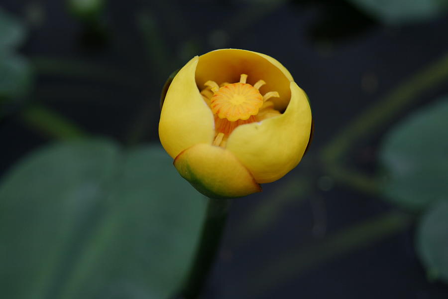 Yellow Water Lily Photograph by Neal Eslinger