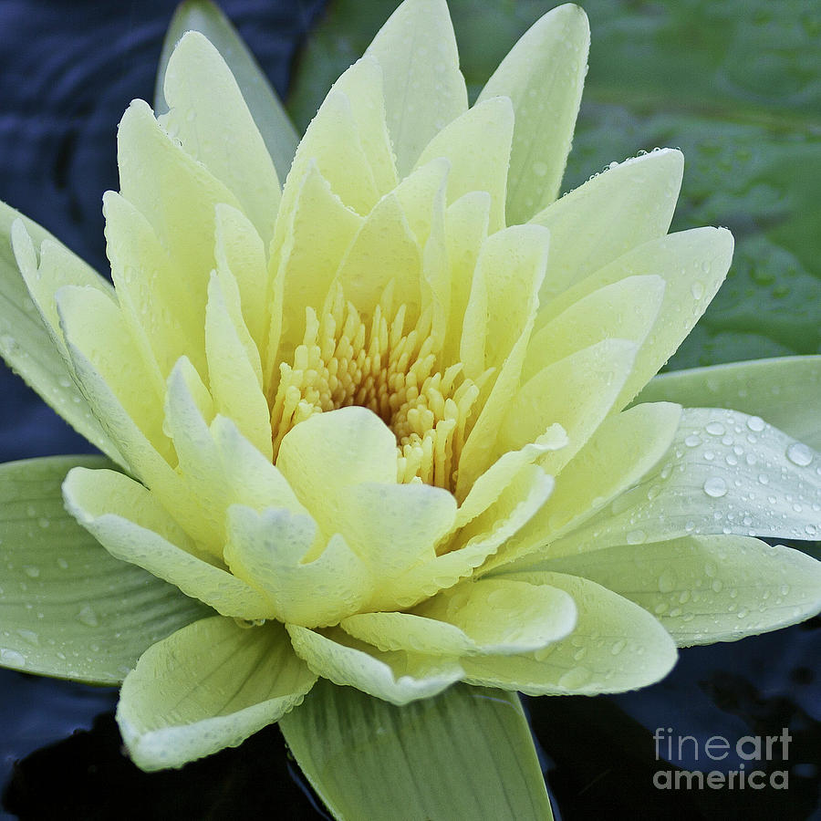 Yellow Water Lily Nymphaea Photograph by Heiko Koehrer-Wagner