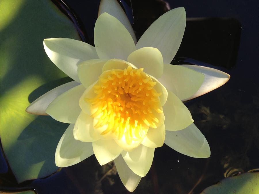 Yellow Flower Photograph - Yellow Water Lily by Pema Hou