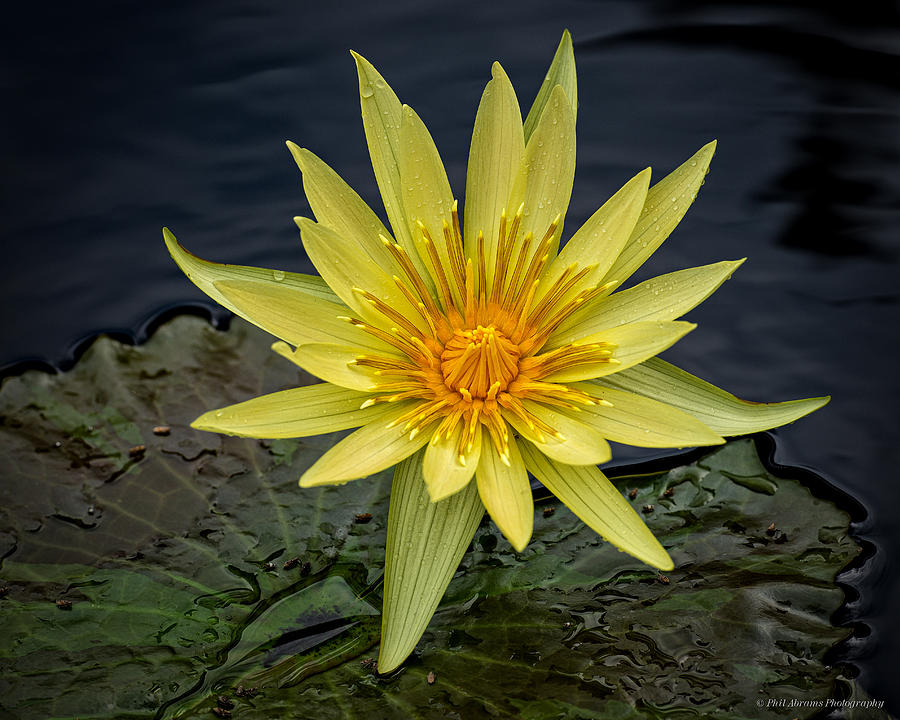 Yellow Water Lily Photograph by Phil Abrams