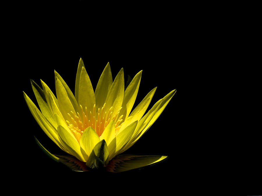 Yellow Water Lily Photograph By Richard Greenwood