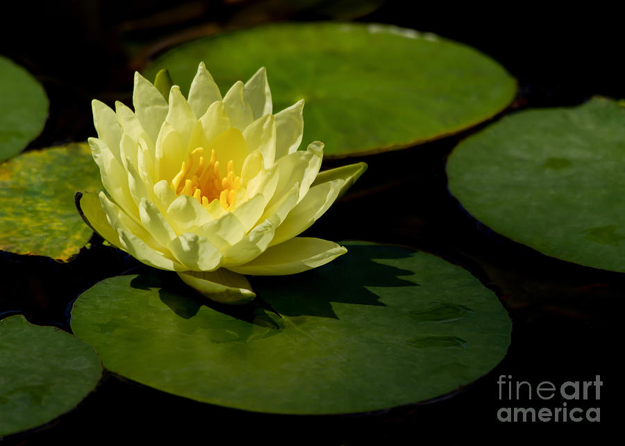 Flower Photograph - Yellow Water Lily Sitting Pretty by Sabrina L Ryan
