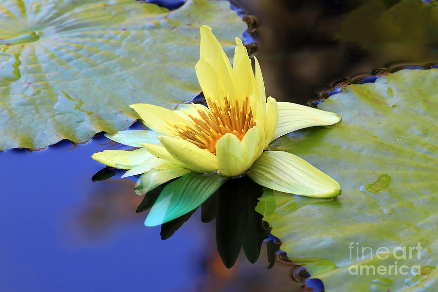 Yellow Water Lily Photograph by Teresa Zieba