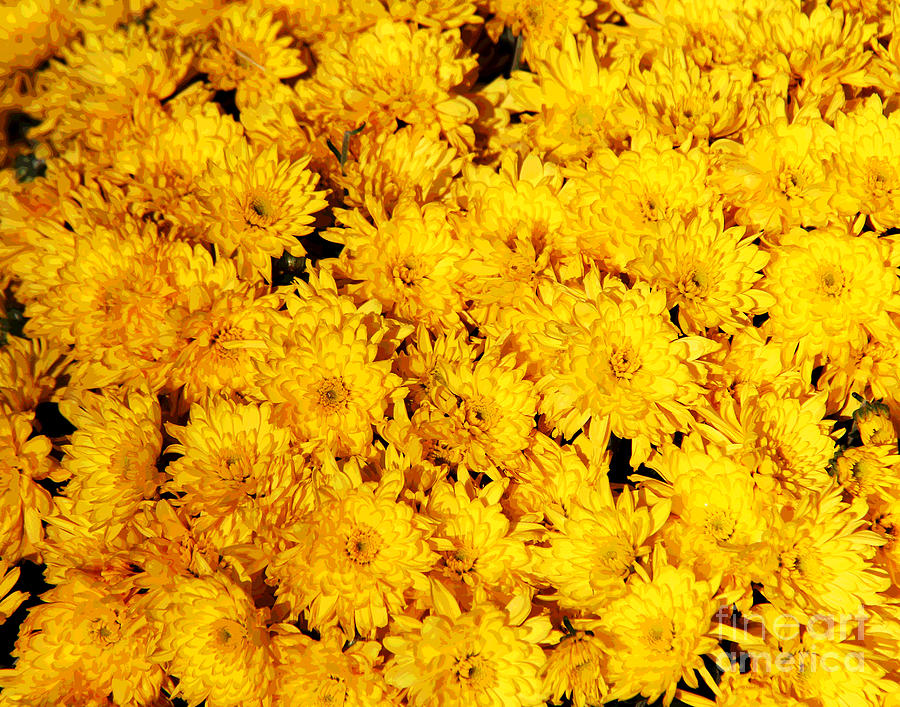 Yellow Waterford Mums Photograph by Larry Oskin
