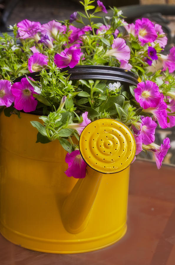 Yellow Watering Can Photograph by Joan Bertucci