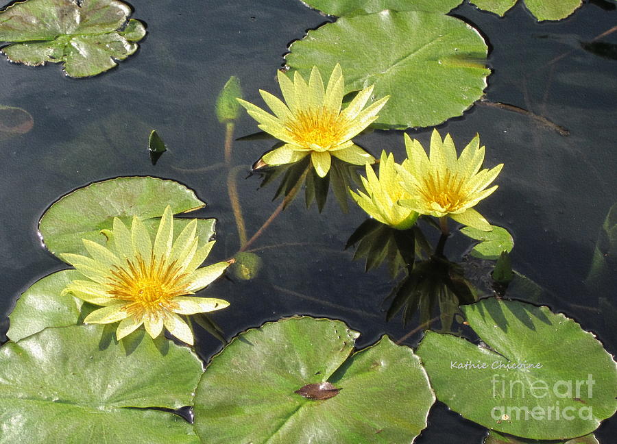 Yellow Waterlilies Photograph by Kathie Chicoine