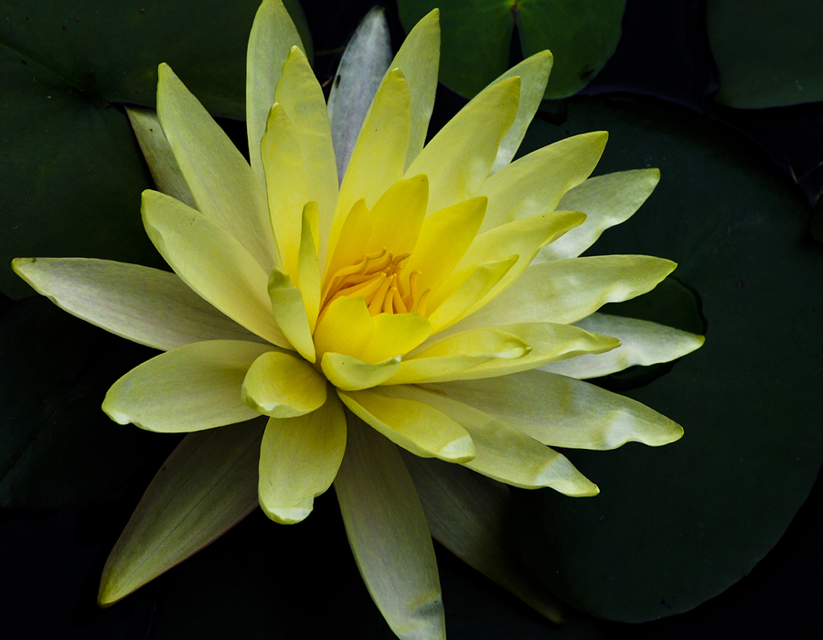 Nature Photograph - Yellow Waterlily by Christi Kraft