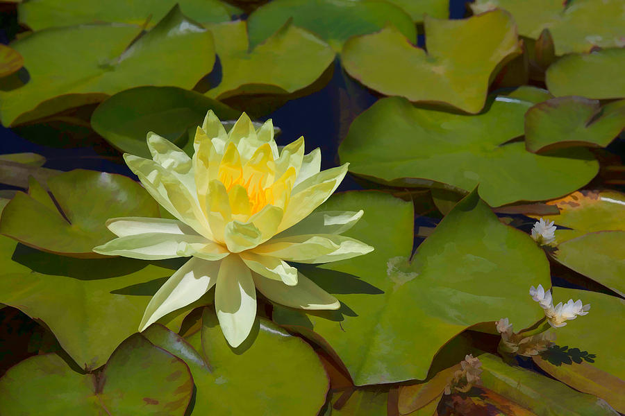 Yellow Waterlily Mixed Media by Cliff Wassmann