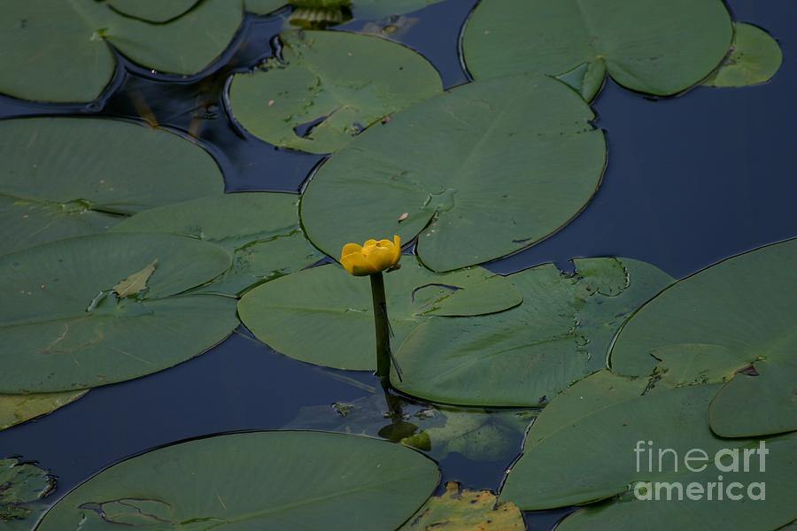 Yellow waterlily Photograph by Susanne Baumann