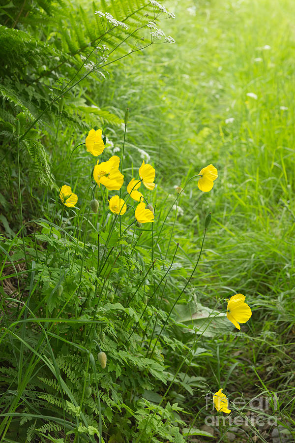 Yellow Welsh Poppies Photograph by Louise Heusinkveld