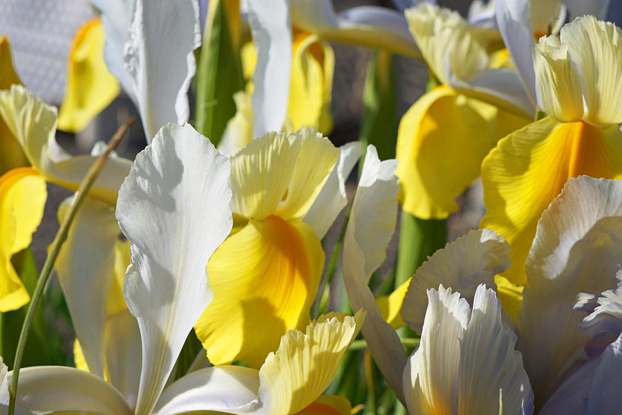 Yellow White Iris Flowers Art Prints Photograph
