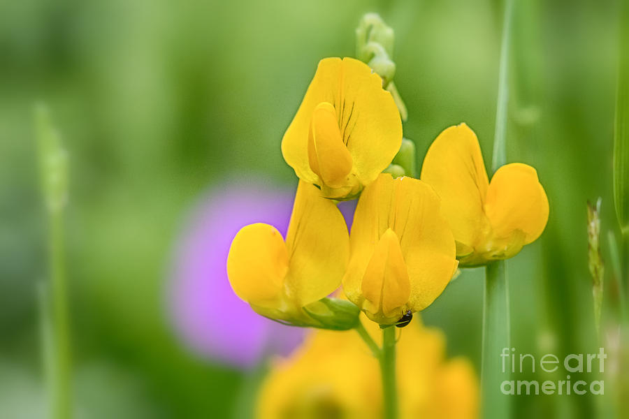 Yellow wild flower Photograph by Jivko Nakev