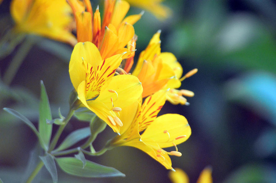 Yellow Wild Flowers Photograph by Carol Eliassen