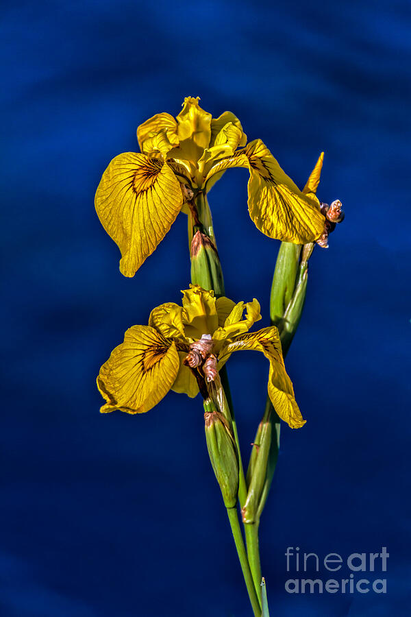 Yellow Wild Iris Photograph by Robert Bales