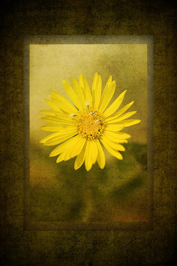 Yellow Wildflower Photograph by Melinda Dreyer