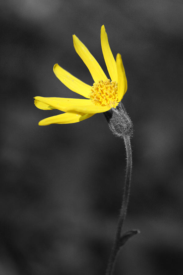 Yellow Wildflower Photograph by Shane Bechler
