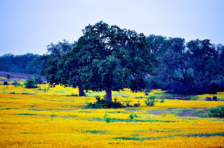 Spring Photograph - Yellow Wildflowers After Sunrise by Kristina Deane