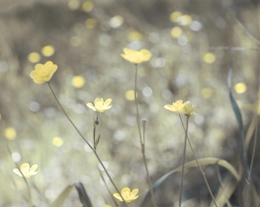 Summer Photograph - Yellow Wildflowers in Summer Grass by Lynn Langmade