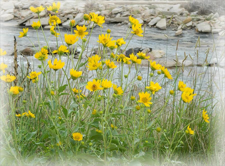Yellow Wildflowers Photograph by Michelle Frizzell-Thompson