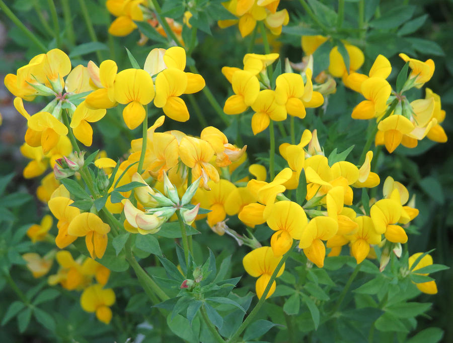 Yellow wildflowers on sale