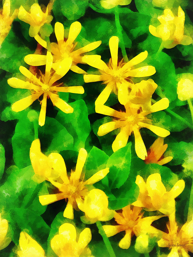 Garden Photograph - Yellow Wildflowers by Susan Savad