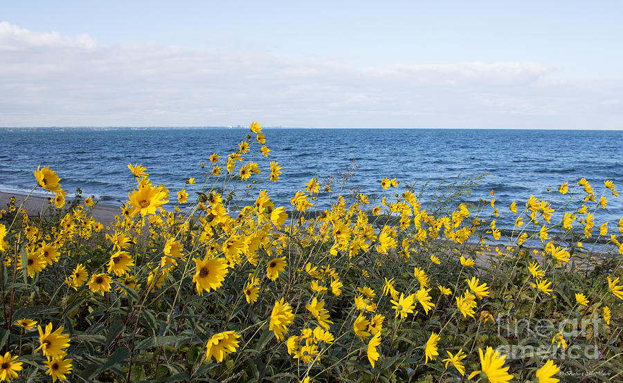 Yellow Wind Photograph by Barbara McMahon