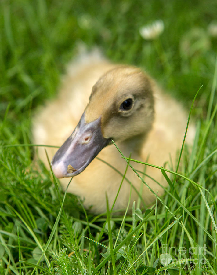 Duck Photograph - Yellow Wingless Duckling by Iris Richardson