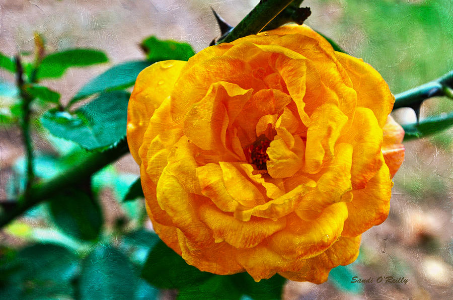 Rose Photograph - Yellow With Peach Rose by Sandi OReilly