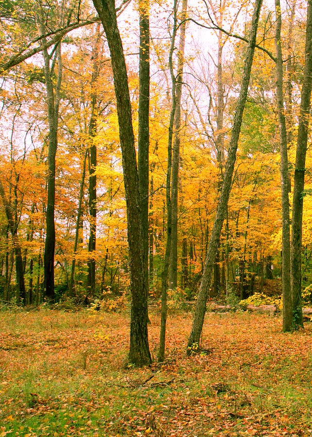 Yellow Wood Vertical Photograph by Paul Anderson