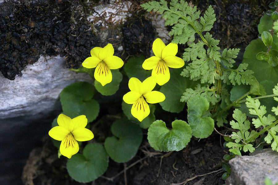 Yellow Wood Violet (viola Biflora) Photograph by Bob Gibbons/science Photo Library