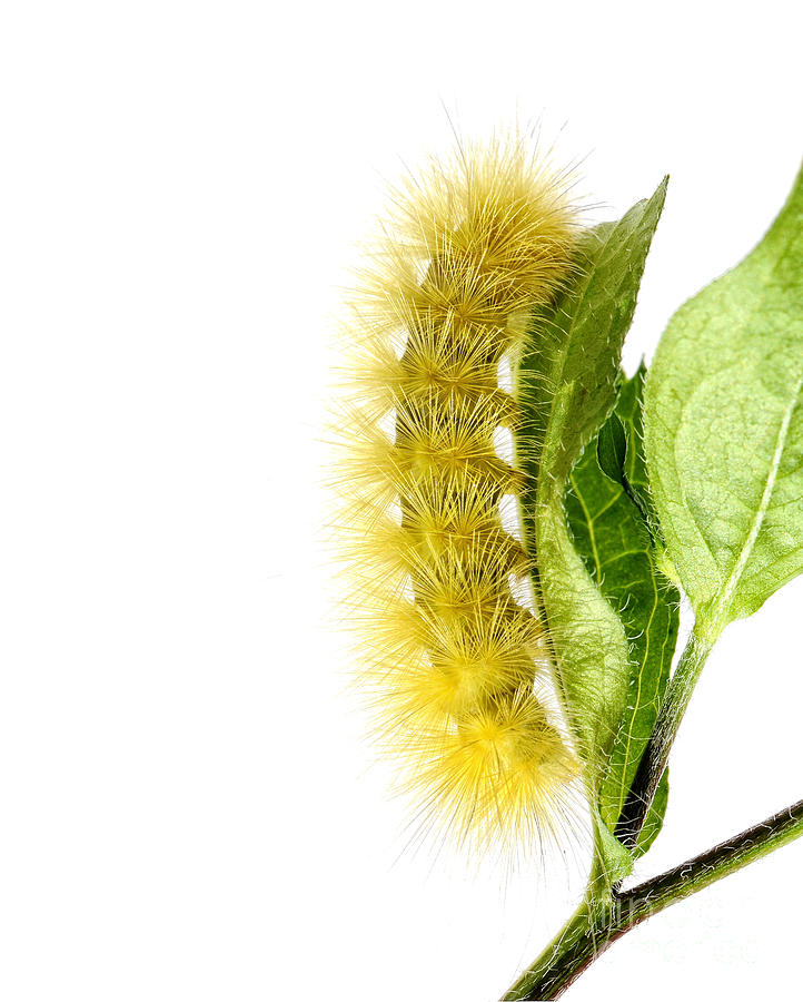 Insects Photograph - Yellow Wooly Bear by Claudia Kuhn