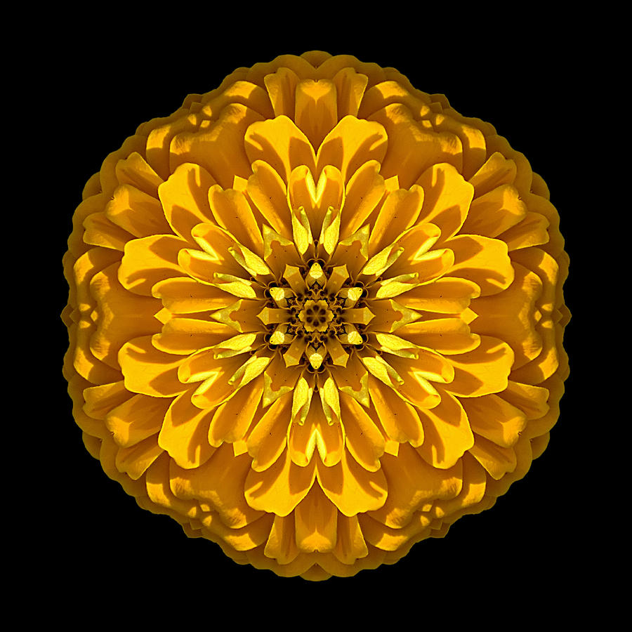 Yellow Zinnia Elegans Flower Mandala Photograph by David J Bookbinder